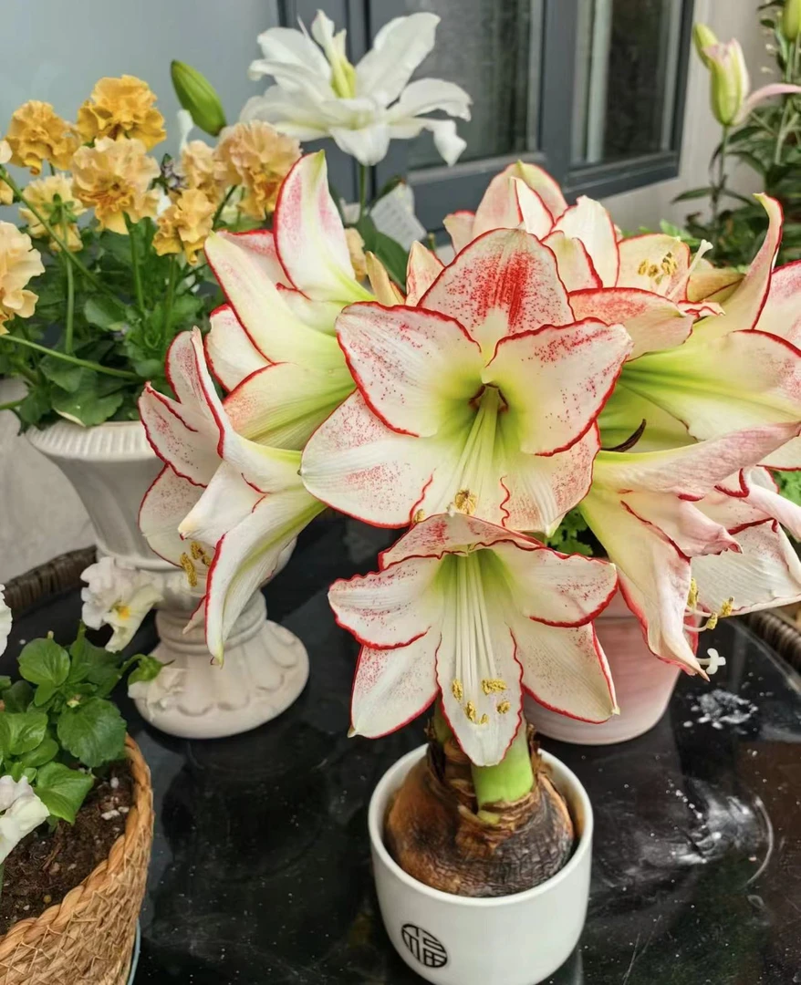 （毕加索） 进口朱顶红种球