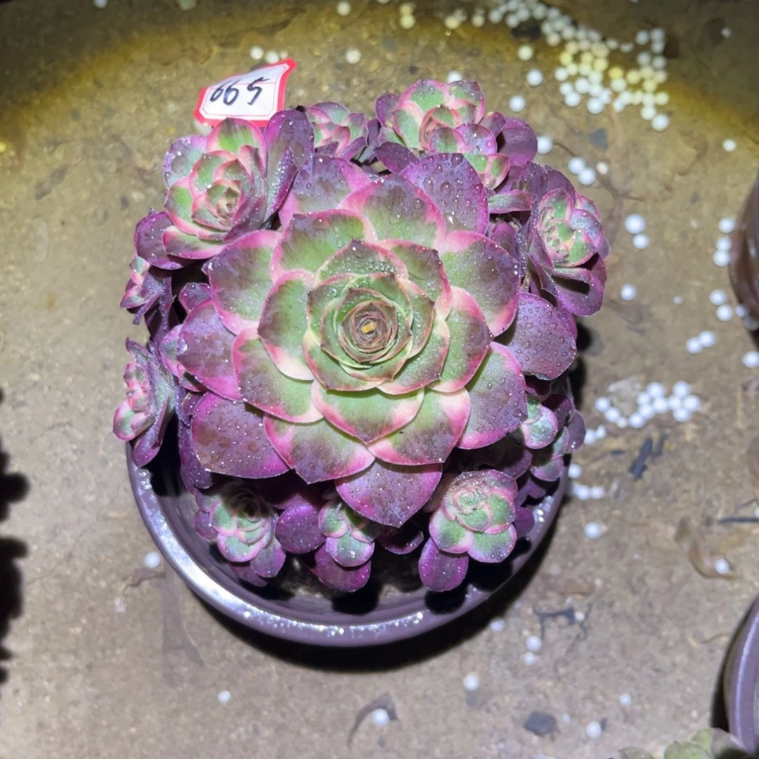 665多肉植物纳福法师