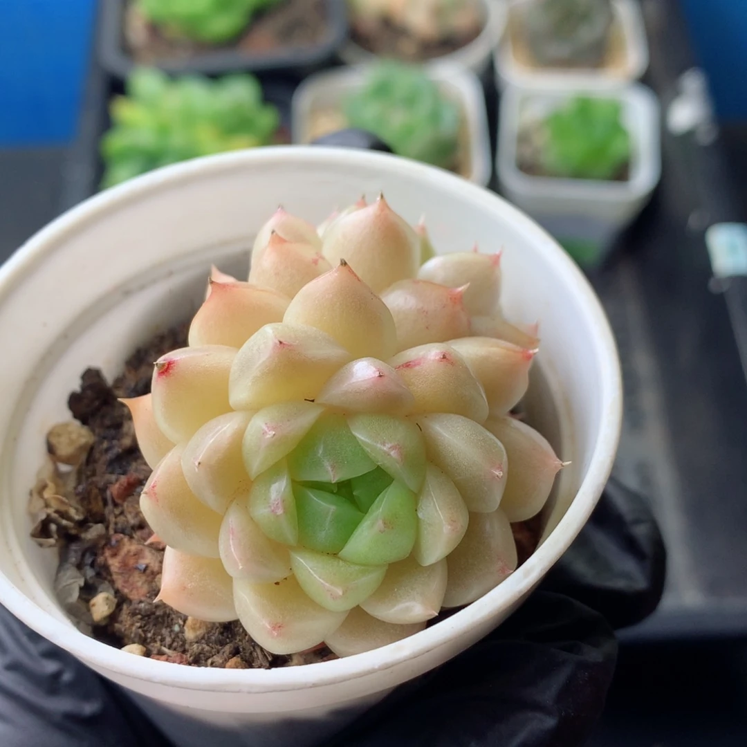 58包邮  群生不包整 35