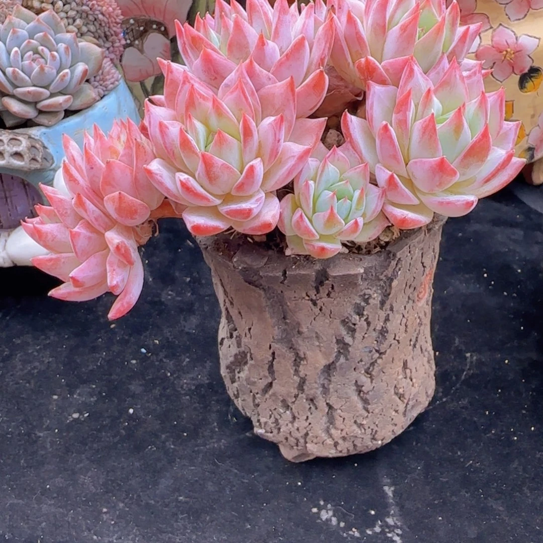 可***儿韩版粉蓝鸟一颗一颗