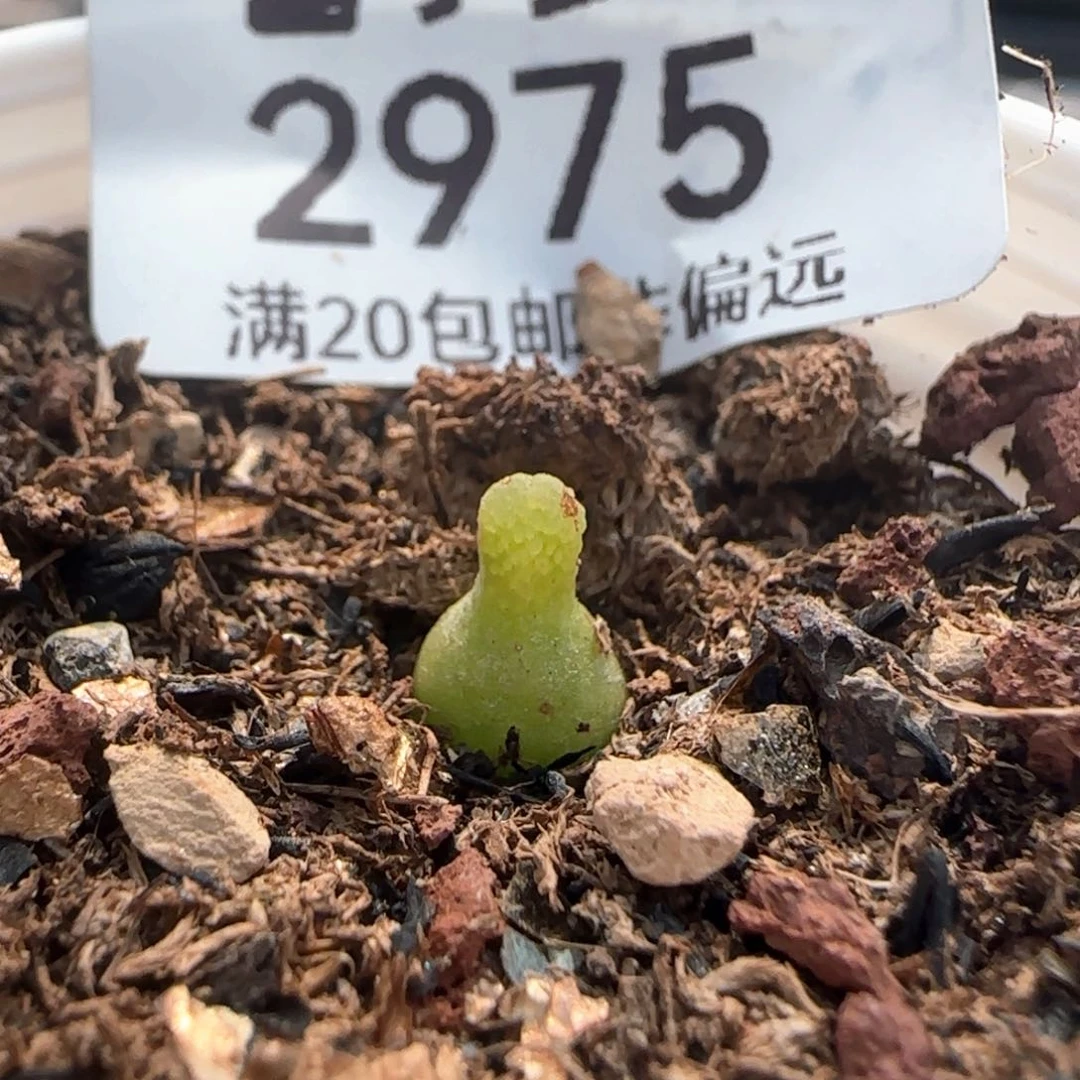 小葫芦带盆土。