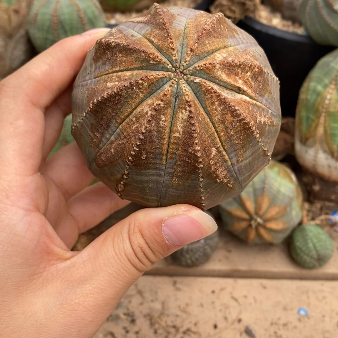 28欧系实生布纹球一物一拍