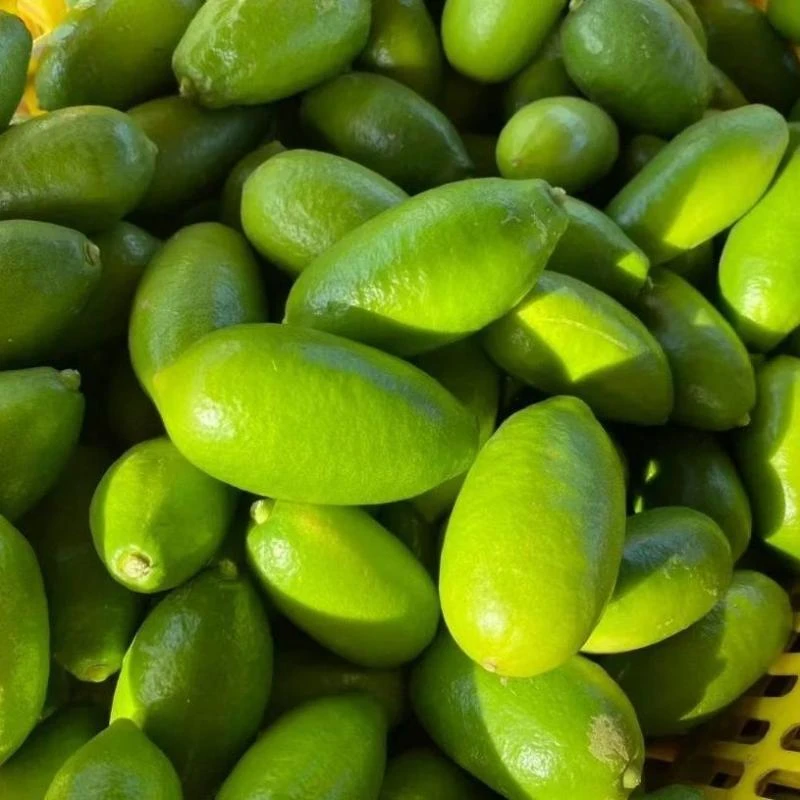 香水柠檬  云南香柠檬 无籽柠檬  高原子弹头