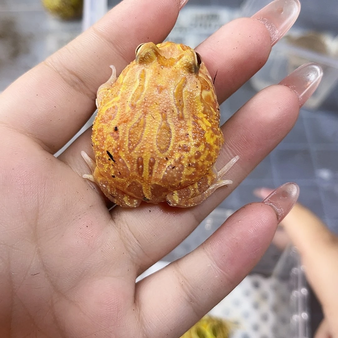 角蛙南美角蛙专拍链接一只包邮