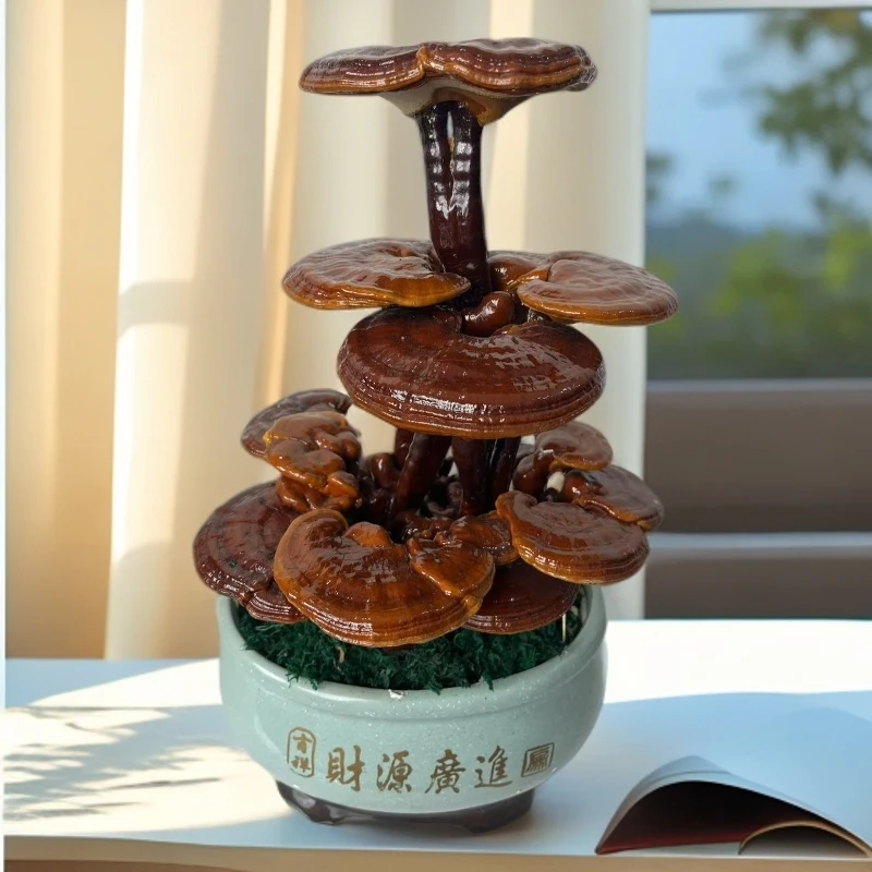 活体灵芝原生态灵芝盆景供奉佛堂妈祖庙财源滚滚来可观赏可食用
