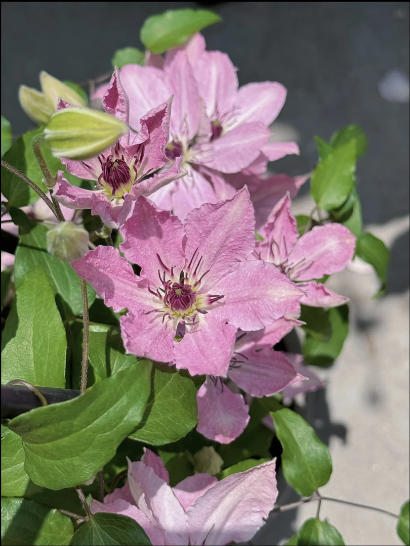 沙拉伊丽莎白 大道系列铁线莲大花庭院阳台植物观花盆栽地栽花卉