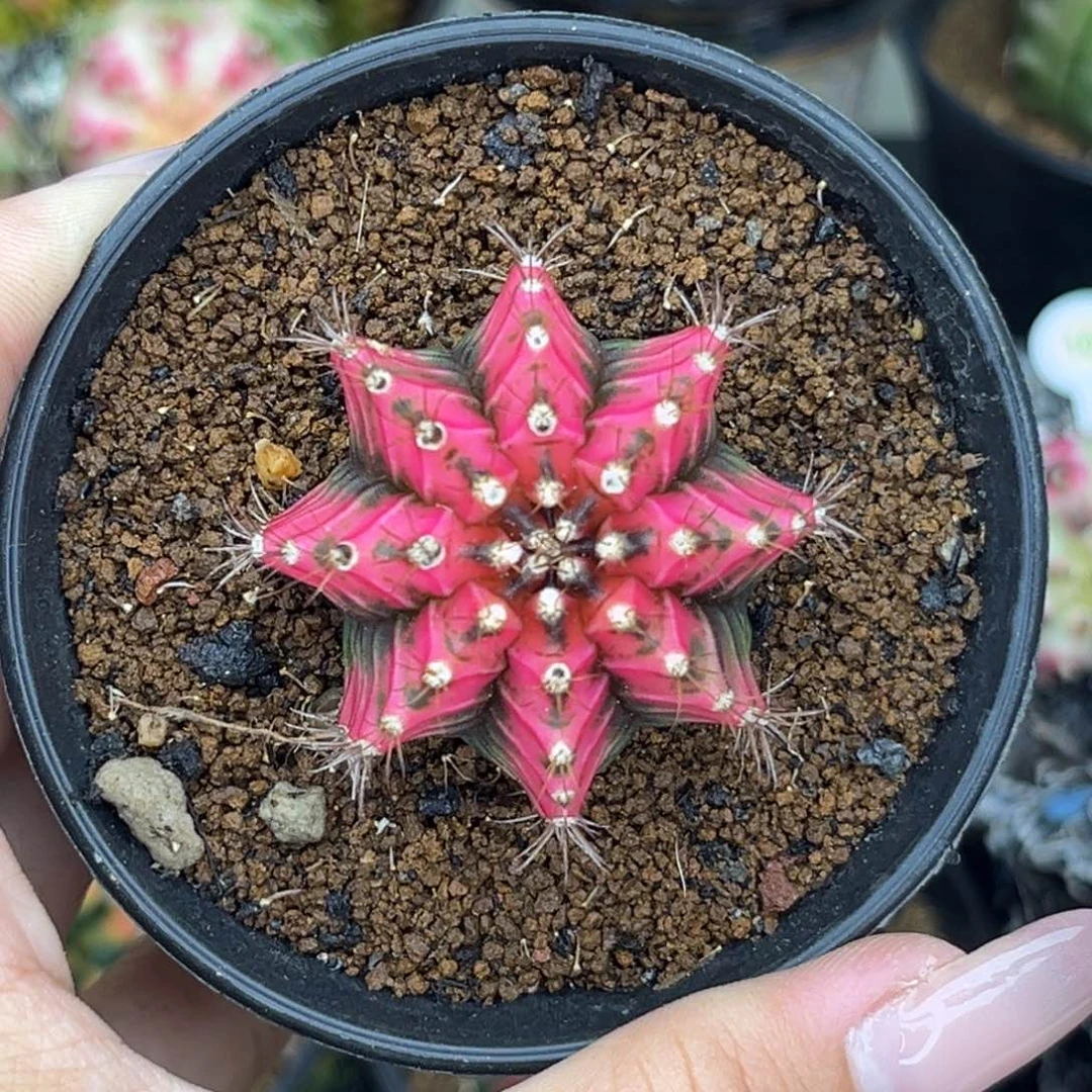 ?泰系米哈锦 侧牙 带盆土