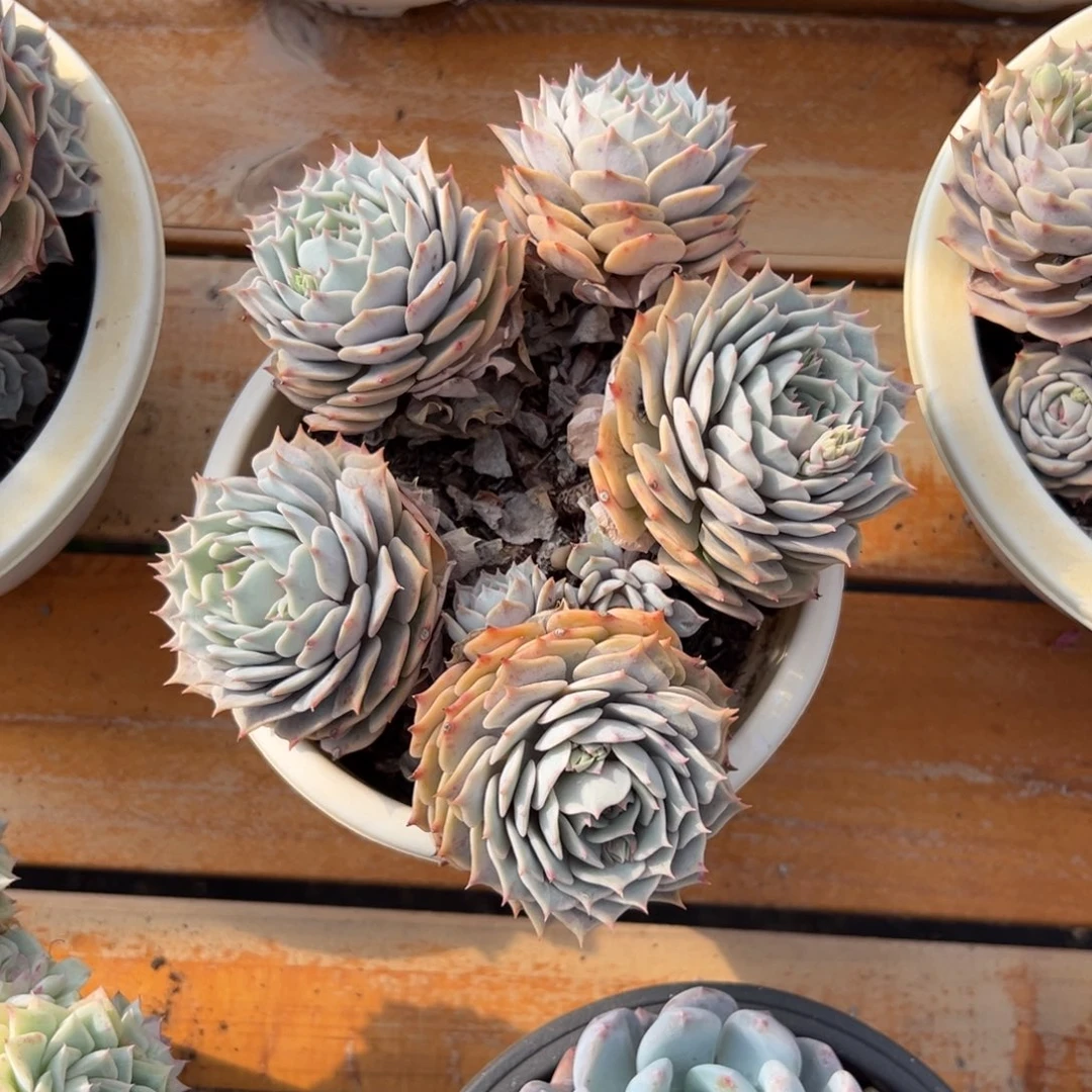 多肉粉蝶【非偏远地区满18包邮】