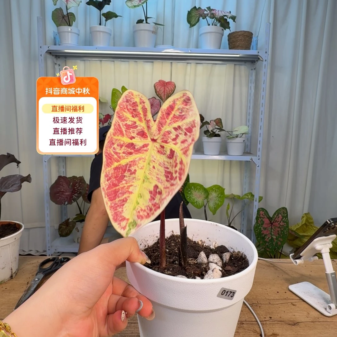 无花朵莫奈花园   0173