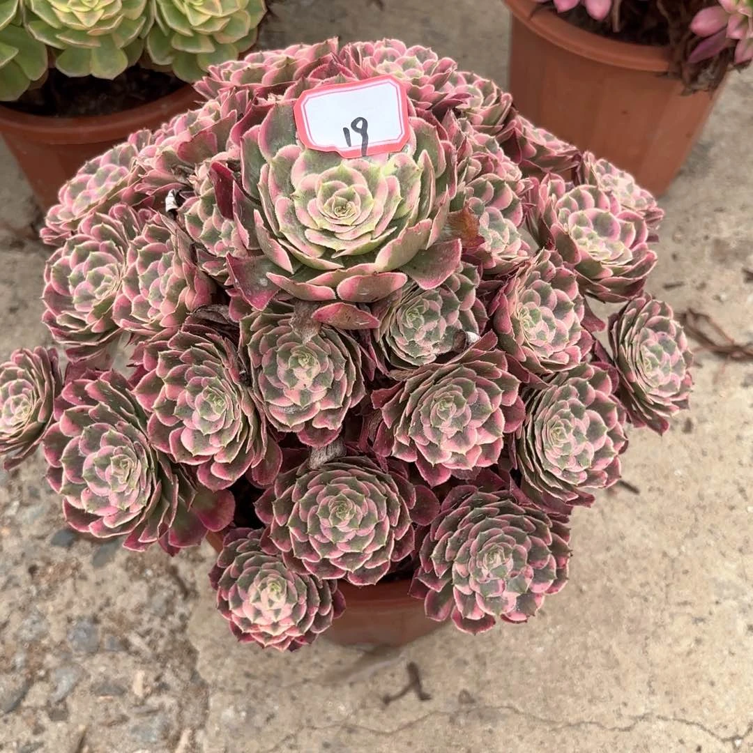 全部花朵19霁月多肉植物