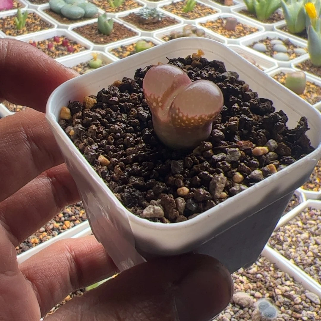 11.20红风铃多肉植物51