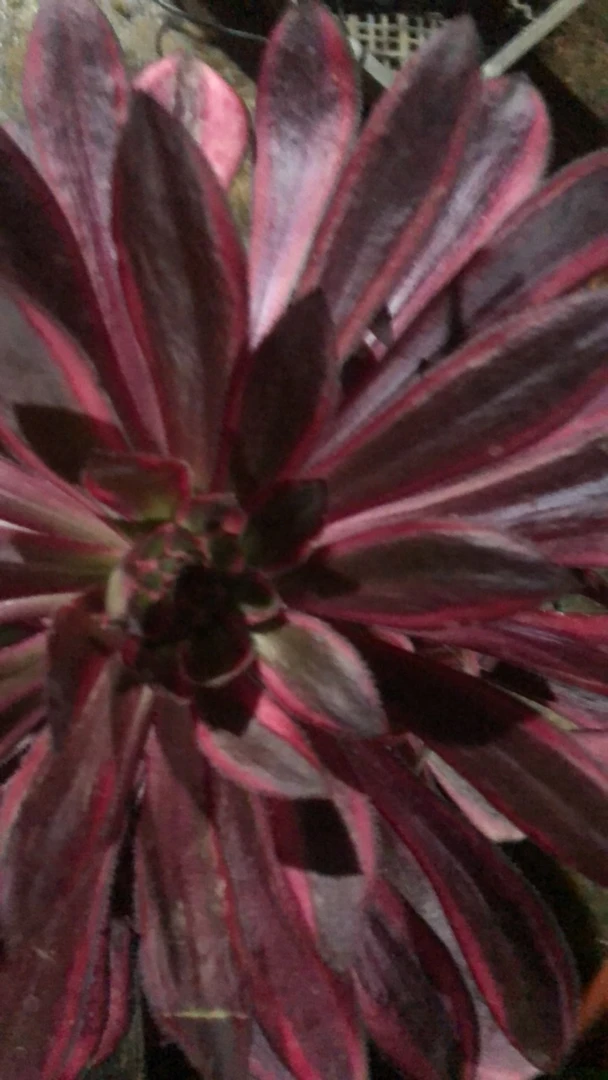 保温棉多肉多肉植物