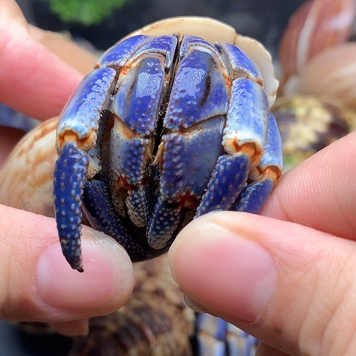 3.5口径奔跑的寄居蟹20号