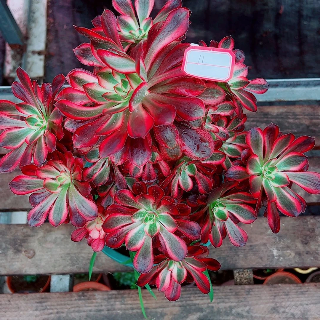 11多肉植物保护研究所所长