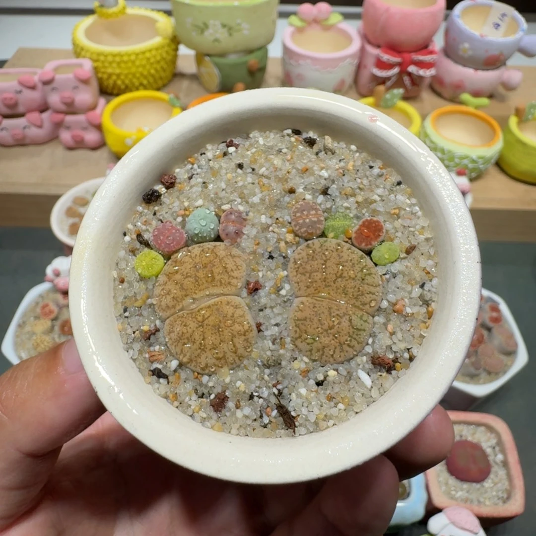 蘑菇彩拼脚丫彩拼