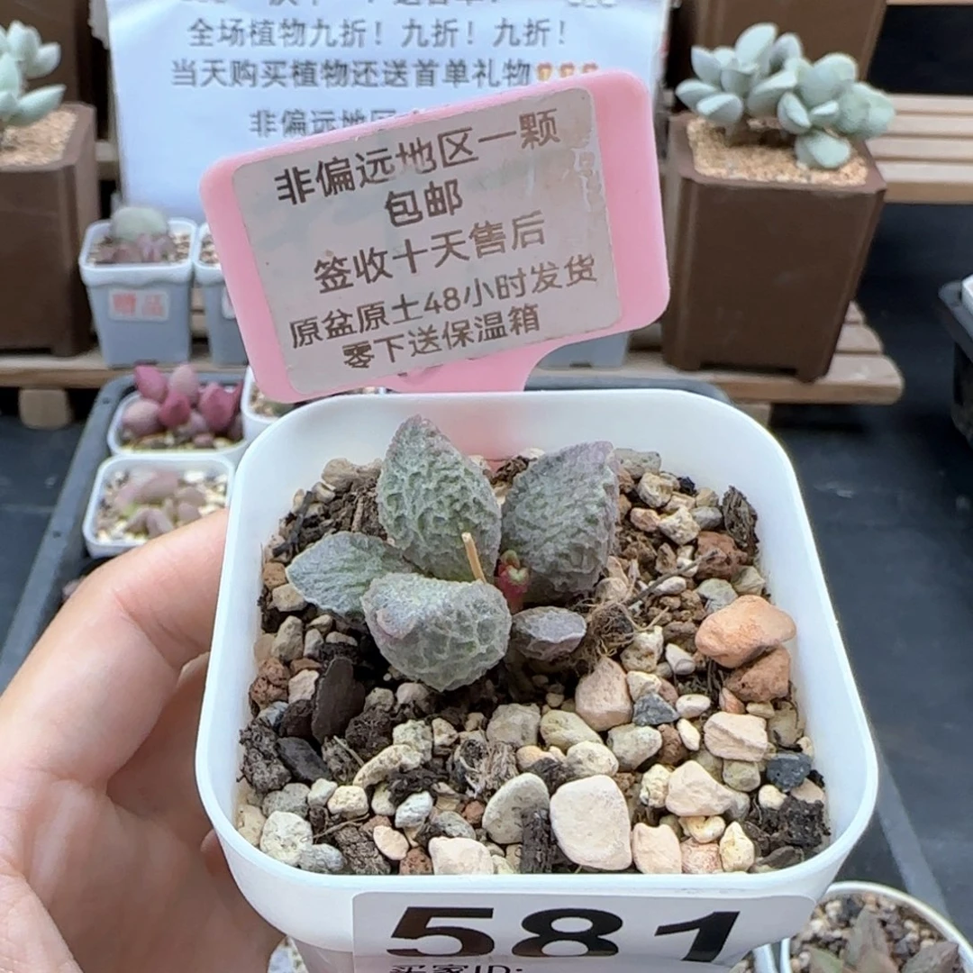 581大鱼海棠多肉