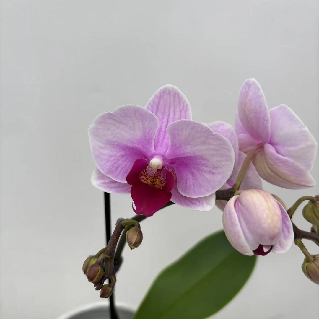 欢然花田蝴蝶兰（宝贝）单梗