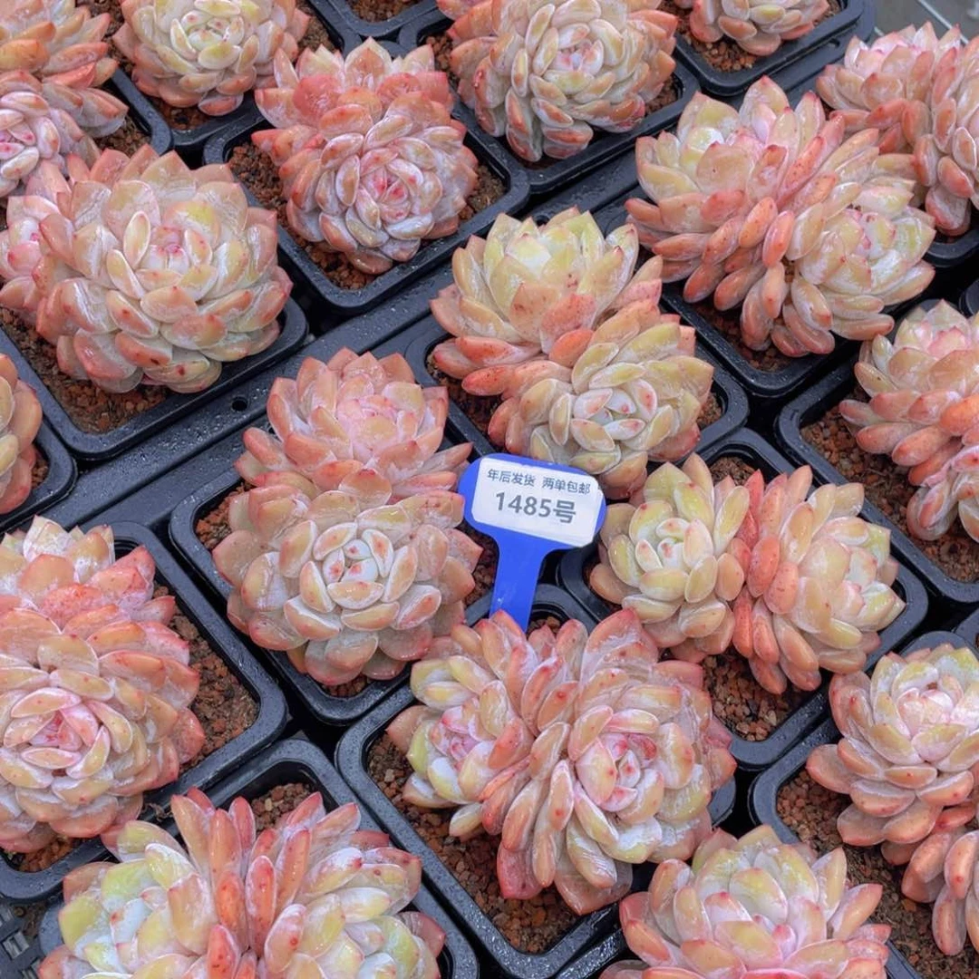 1485号奶油优选雪天使母本大双头一个