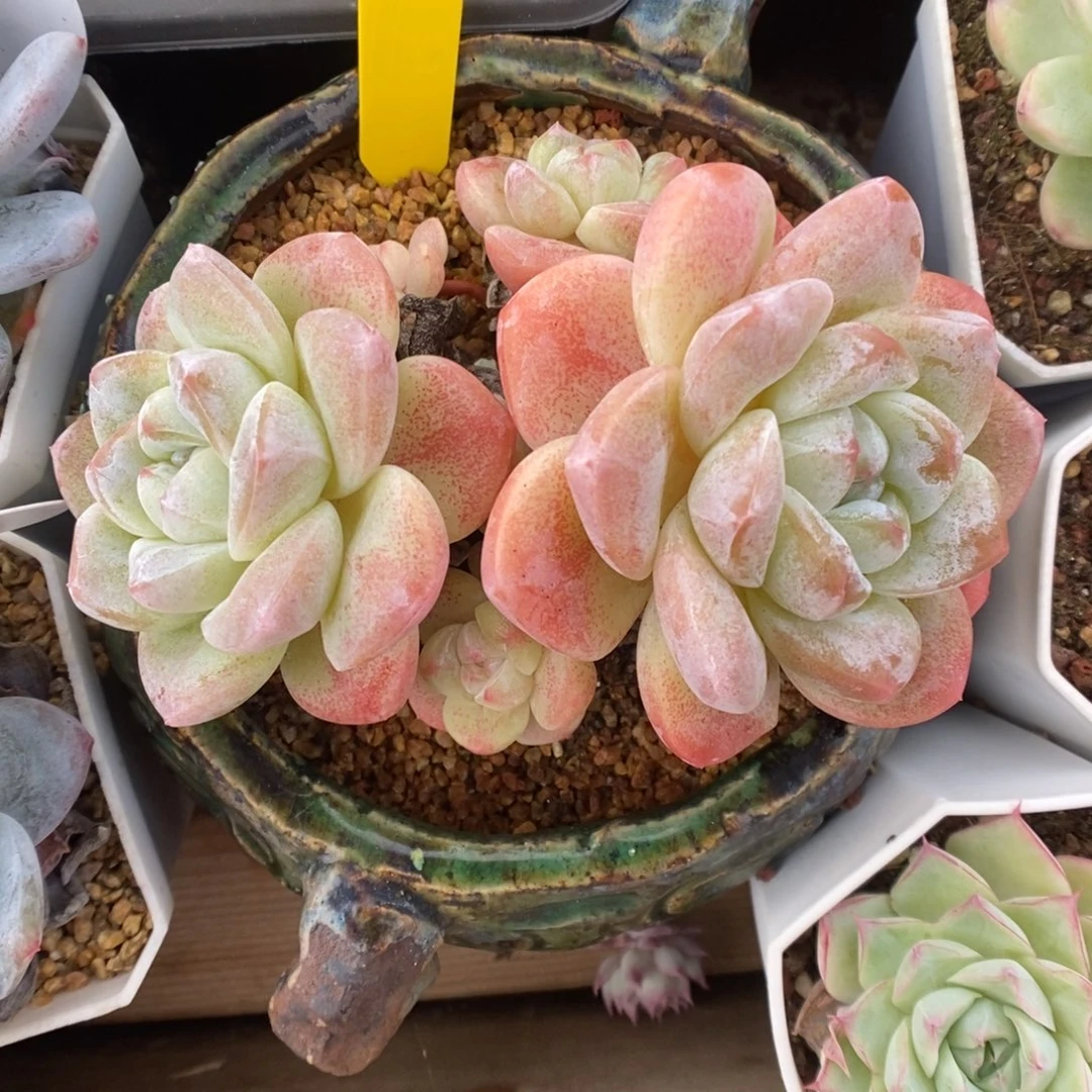 冰玉群生609号。