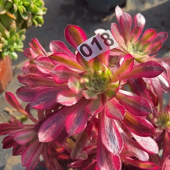 岁*多肉植物一个