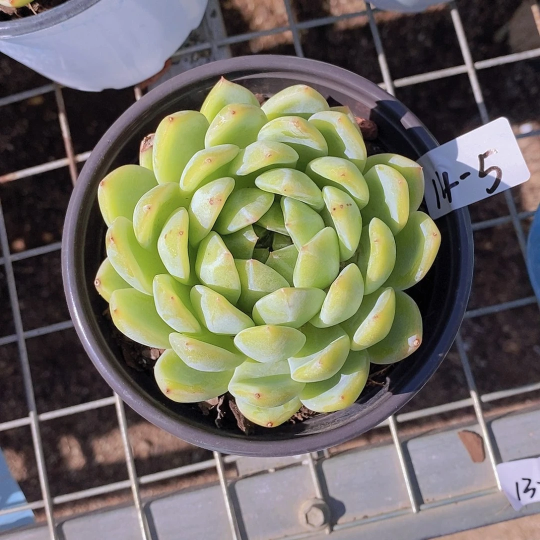 14-5-雪花珍妮大单头福利一颗一物一拍