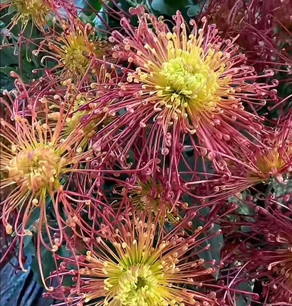 【花苞发货】[红线串珠]九月菊花苗大型花好养护简单耐寒耐旱
