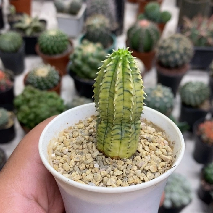 贵青玉锦特价福利