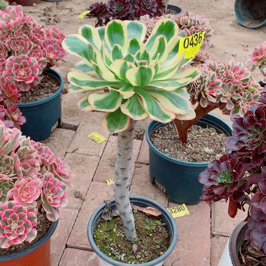 燕姿锦多肉法师0436