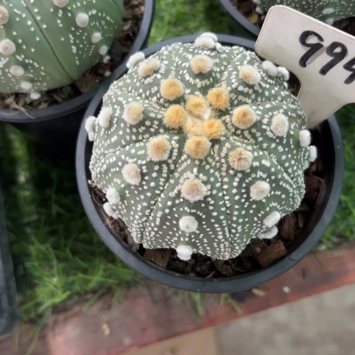 灵***师9941实生好养皮实