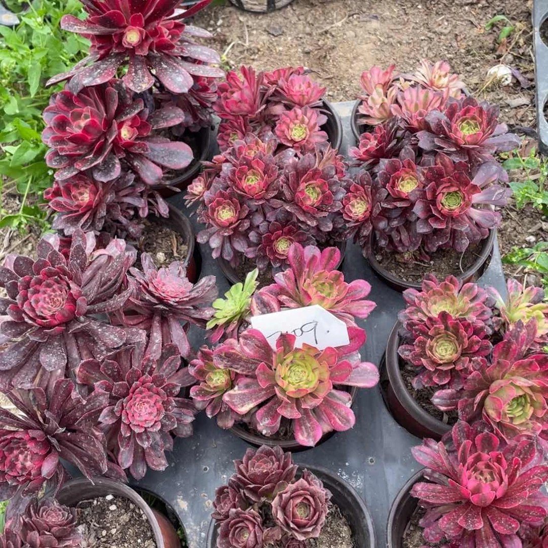 九***姥沭阳发2109砍头12颗