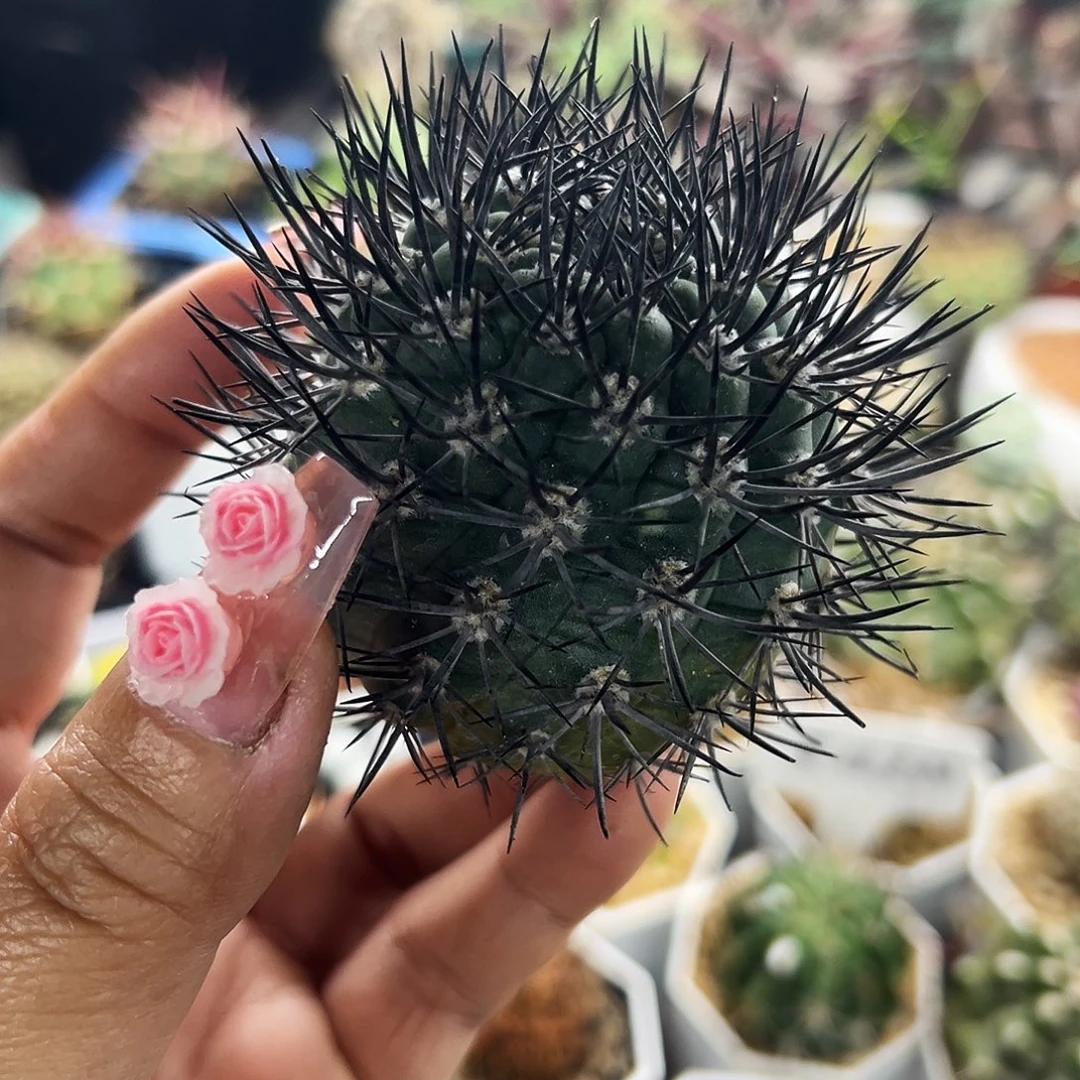 黑刺逆豹有根仙人球6666666