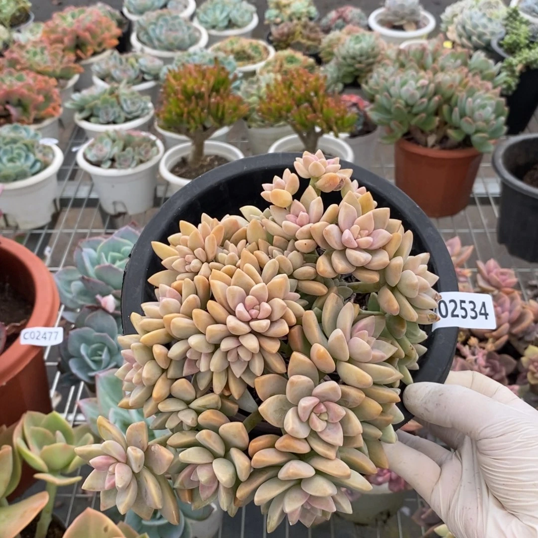 2534淡雪缀化一物一拍