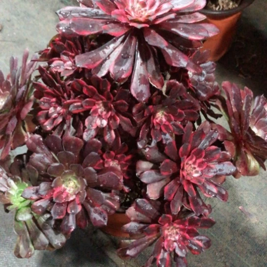 M****?62号火烧云法师多肉植物