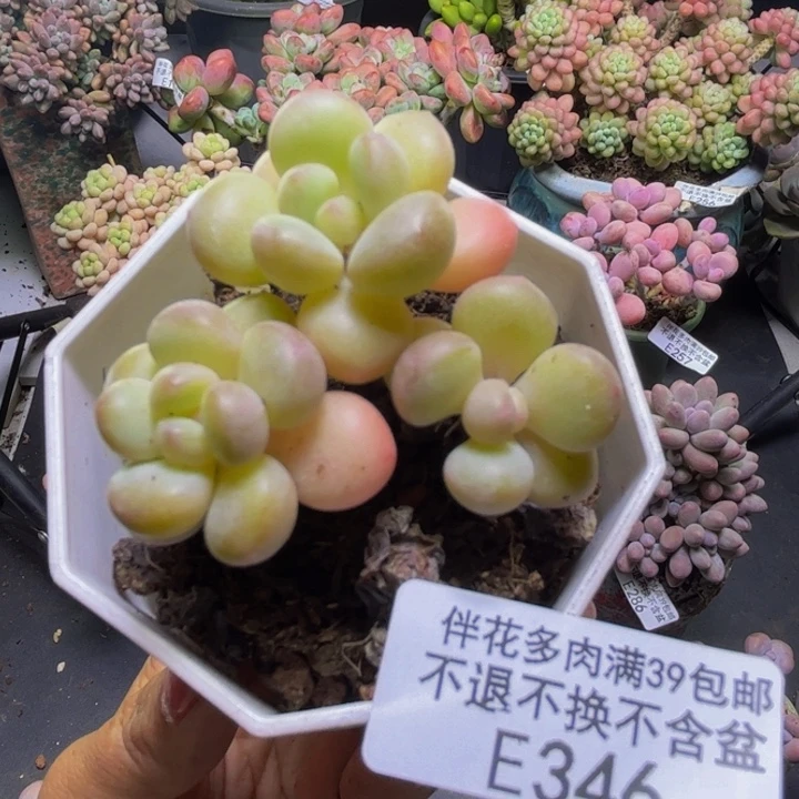 萤火虫346/5cm多肉