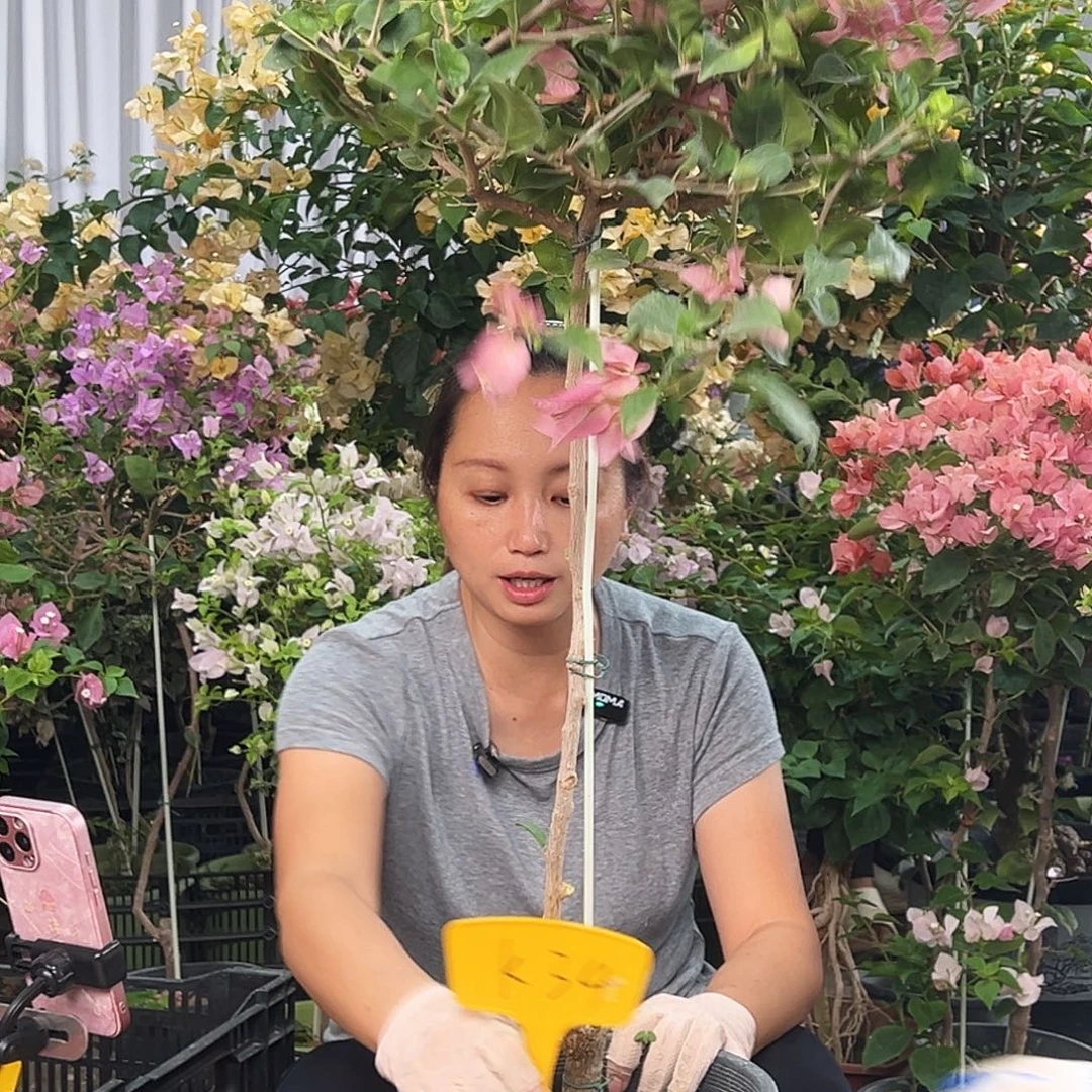 红***开大部分花苞少量开放K34米罗