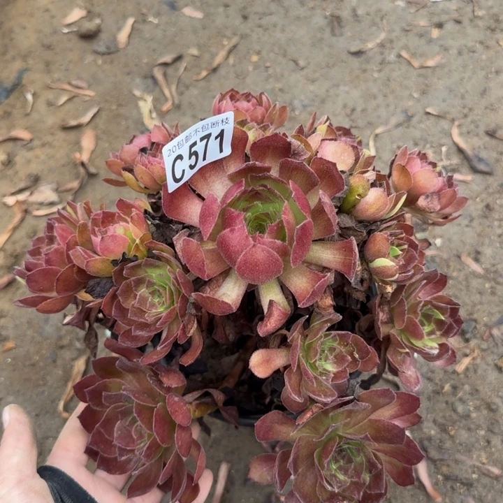 黑寡妇……多肉植物……