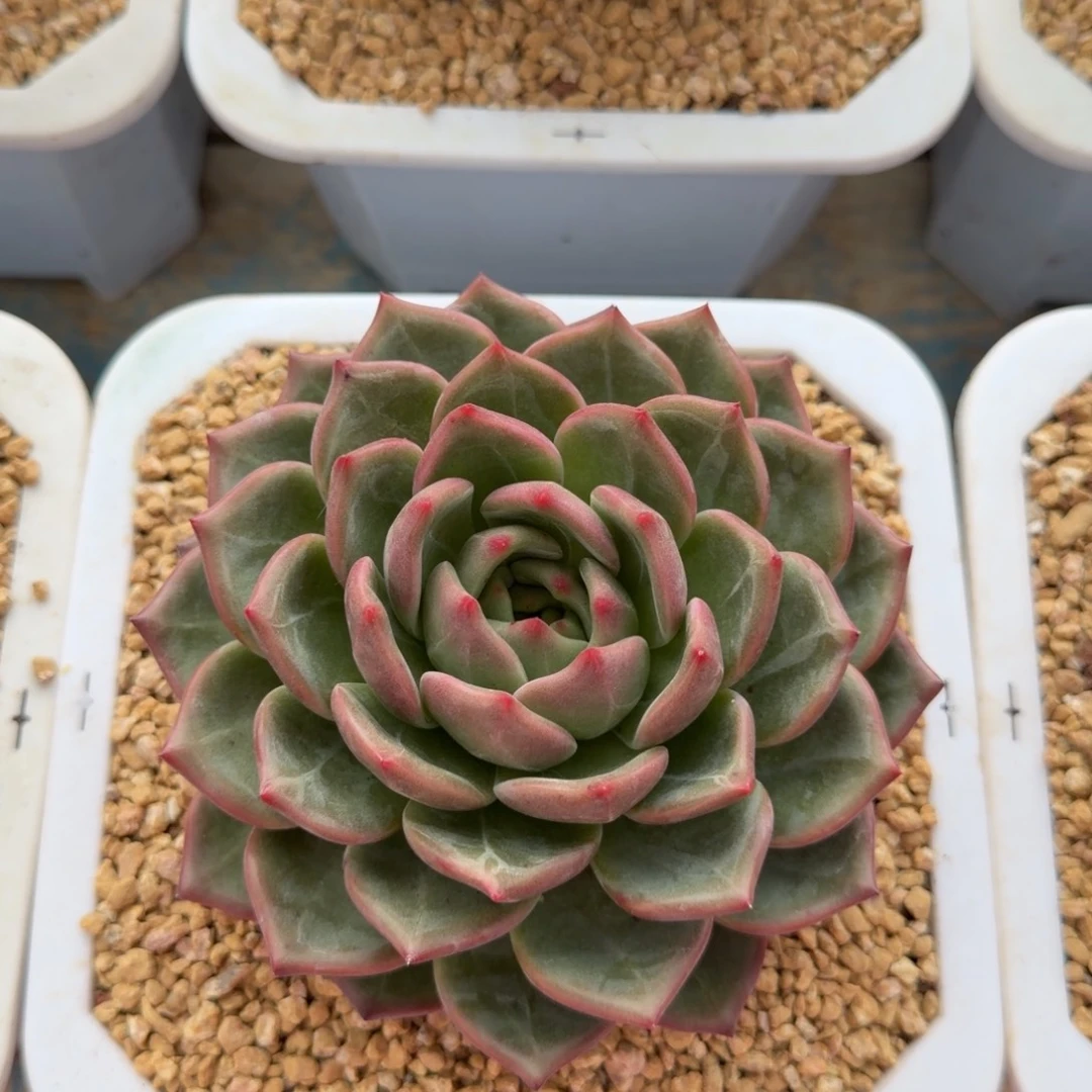 多肉植物一物一拍35