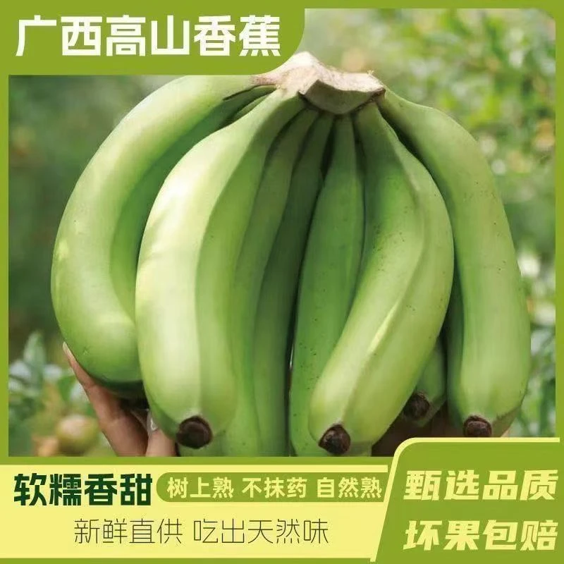 【绿皮变软可食用】高山甜蕉高山蕉新鲜应季香蕉软糯香甜青香蕉发货