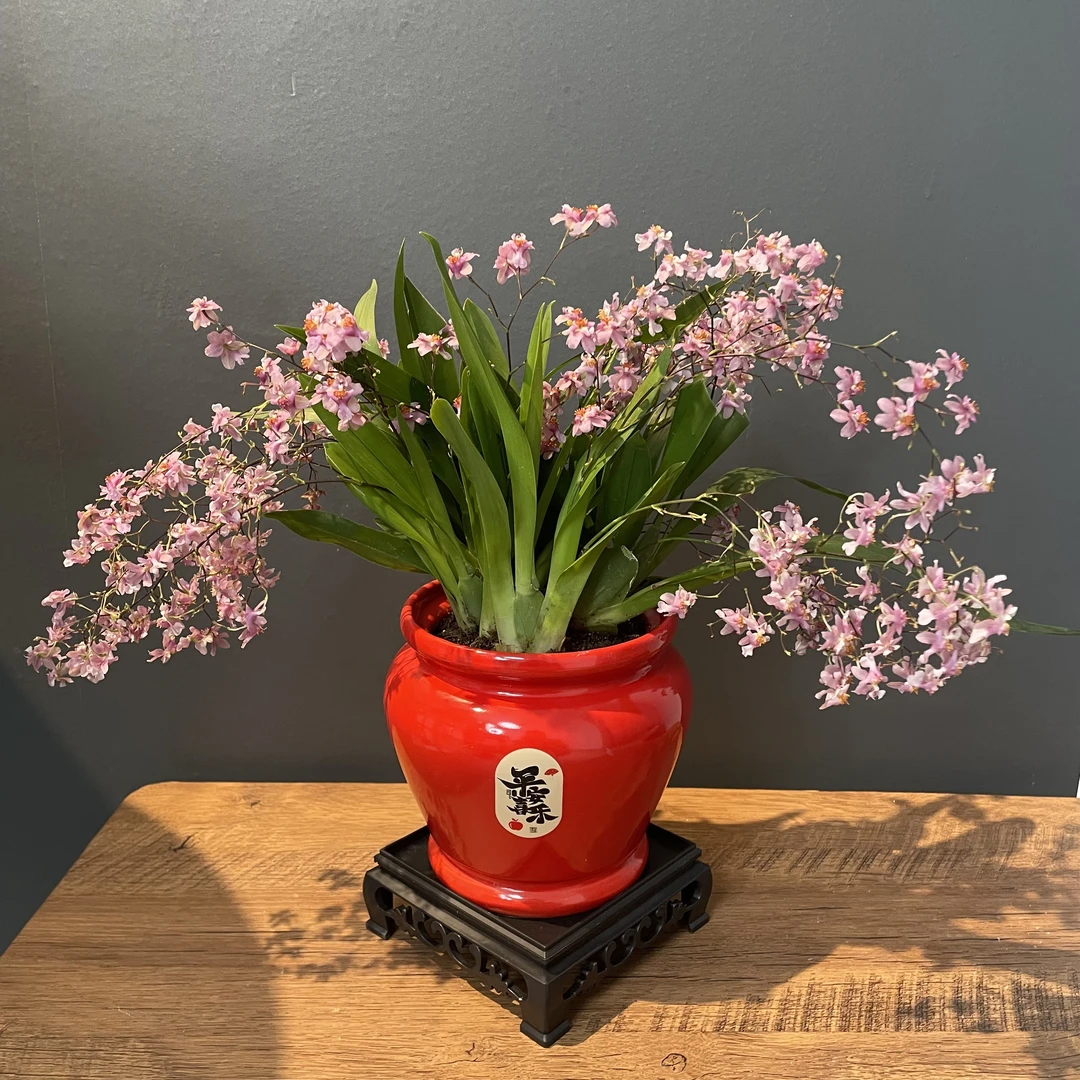 宠粉福利花香迷你梦香兰室内开花植物年宵花盆栽