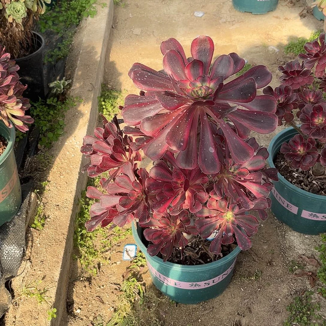 42香奈儿法师多肉植物