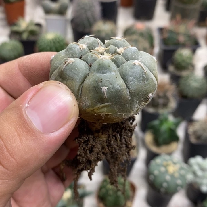 实生铅皮特价福利