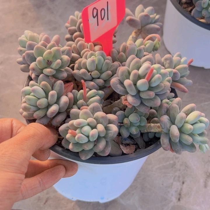 健健康康平平安安