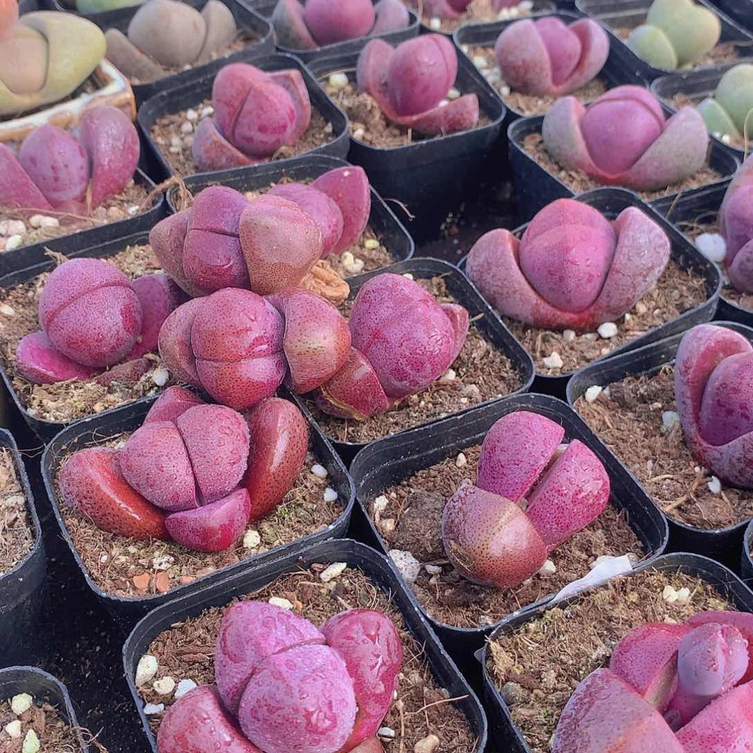 紫元宝245678999900