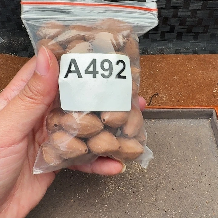 手串/手链橄榄核橄榄