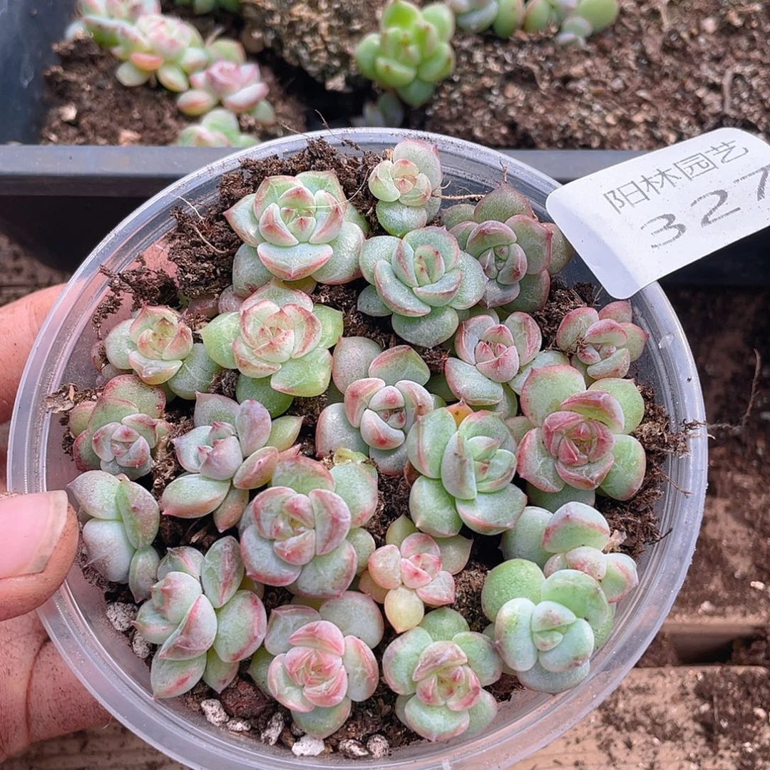 霂***4多肉植物多肉植物327