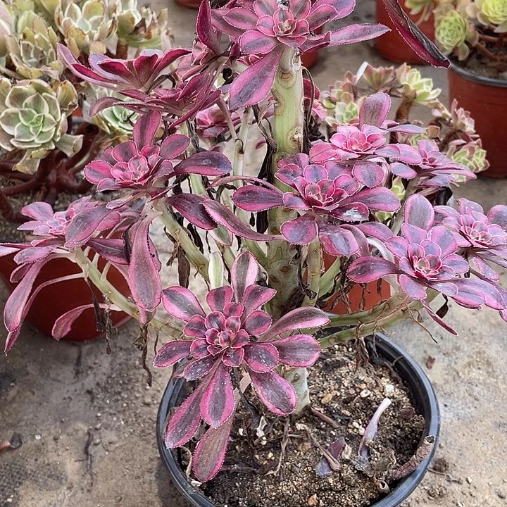 220香奈儿多肉植物法师