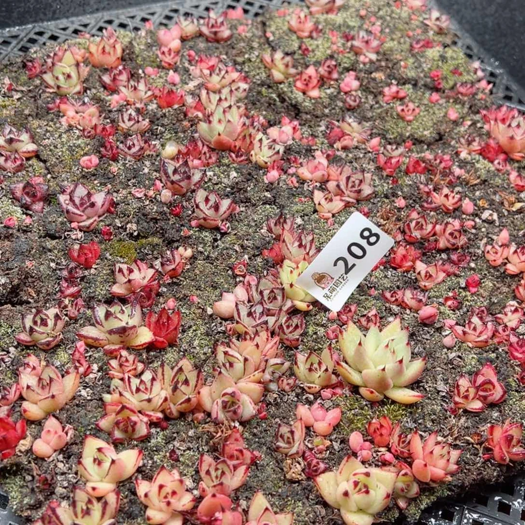 多肉植物多肉植物