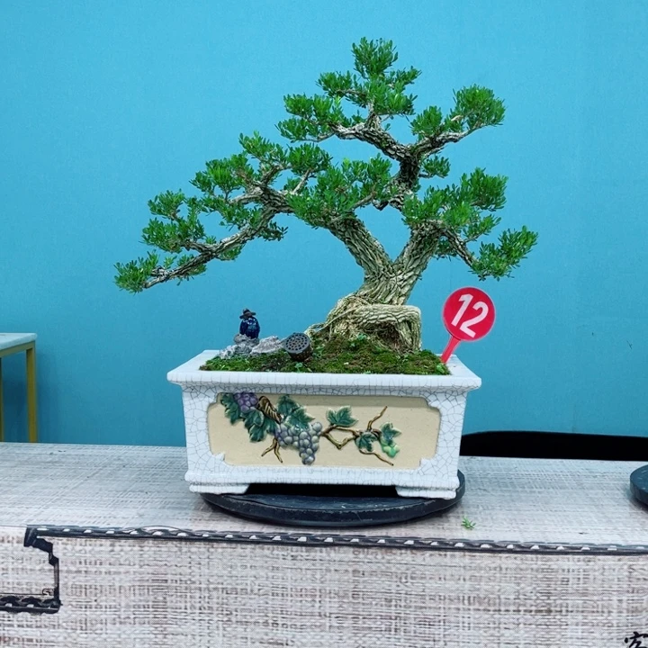 无花朵广东雀舌黄杨