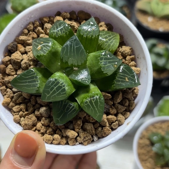 实生森之魅惑多肉植物（特价）