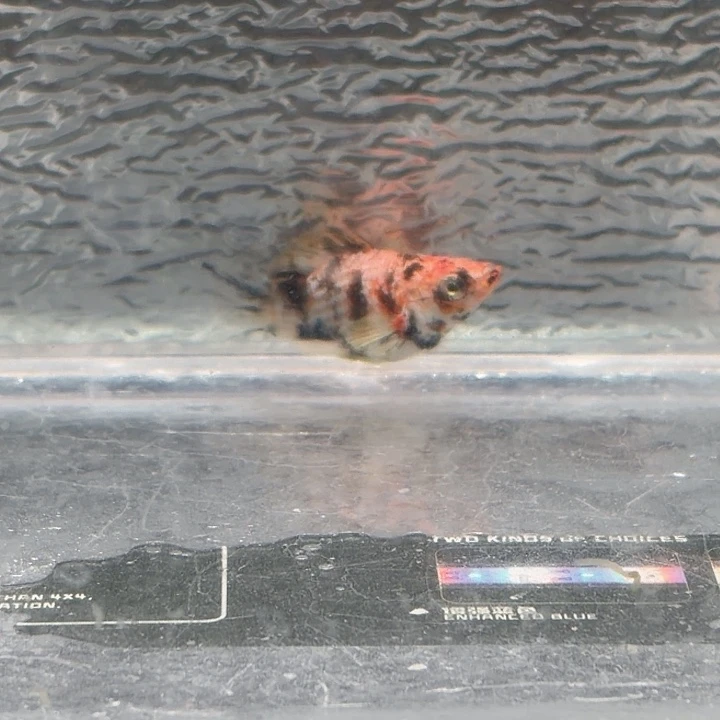 孔雀鱼玛丽鱼一条崽